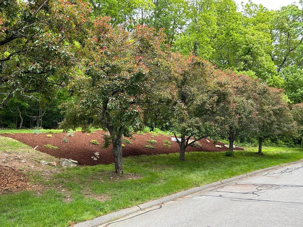 Lush landscape with decorative trees and fresh mulch along a residential road.