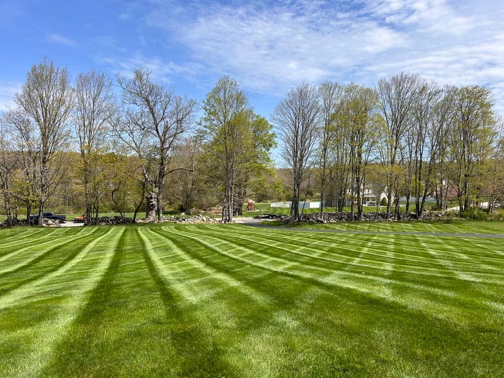 Lush green lawn with striped mowing pattern under a clear blue sky and surrounding trees.