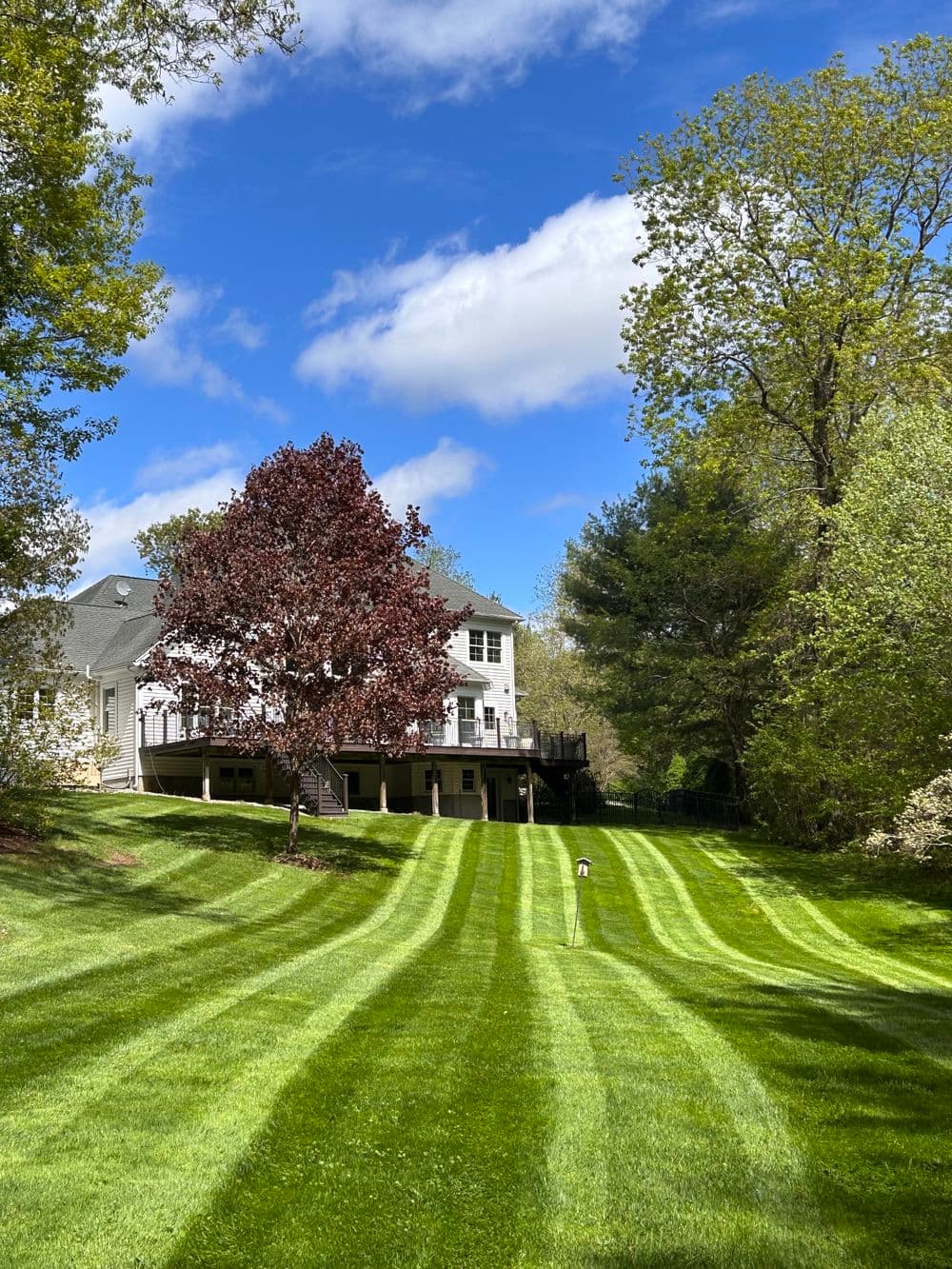 lush green lawn with striped patterns, a flowering tree, and a house under a blue sky
